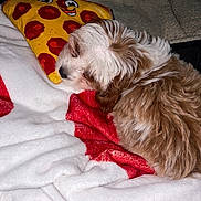 Bruno joined the competition — help win amazing prizes! puppy, dog, sleeping, curled_up, fluffy, small_dog, brown_and_white, fur, black_nose, blanket, bed, pillow, heart_pattern, cozy, indoors, bedroom, nap, relaxed, cute, pet