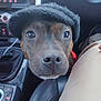 dog, close_up, hat, car_interior, seat, black_hat, pet, animal, curious, brown_dog, canine, indoors, leather_seat, front_seat, looking_up, headwear, cute, friendly, companion, close_face