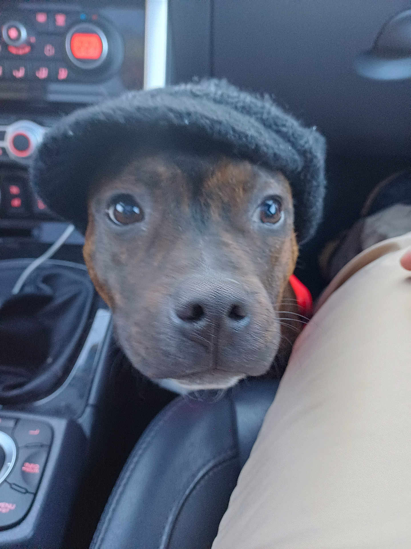 Aston Martin a rejoint le concours — aidez-le/la à gagner de superbes lots ! dog, close_up, hat, car_interior, seat, black_hat, pet, animal, curious, brown_dog, canine, indoors, leather_seat, front_seat, looking_up, headwear, cute, friendly, companion, close_face