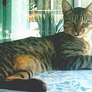 Oscar is registered to the contest to win money with this photo: animal, cat, cozy, curtain, ears, feline, houseplant, indoor, judgmental_stare, lounging, pet, portrait, resting, stripes, tabby_cat, table, tablecloth, vase, whiskers, window