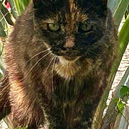 Halloween is registered to the contest to win money with this photo: cat, tortoiseshell_cat, feline, pet, green_eyes, whiskers, fur, ears, paws, close_up, portrait, outdoor, plants, leaves, wooden_ledge, branch, sunlight, shadow, sitting, nature