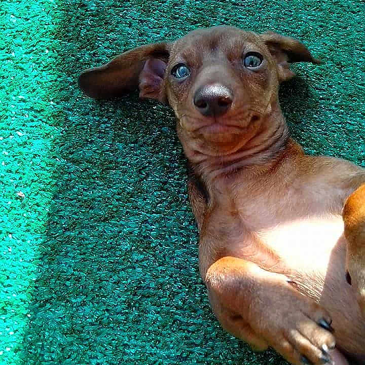 Gidget