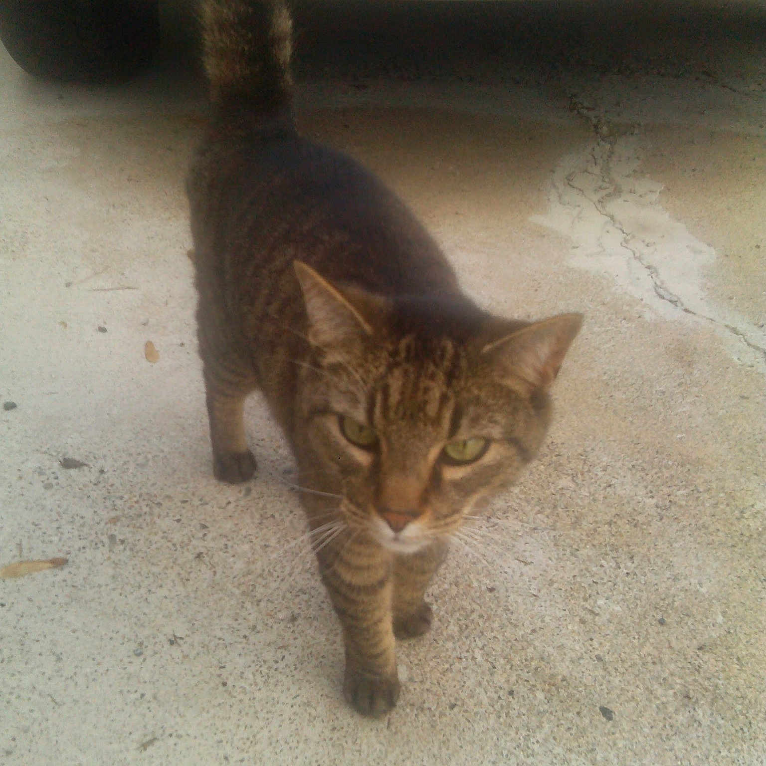 Wolverine joined the competition — help win amazing prizes! aegean_cat, bengal, california_spangled, carnivoran, cat, cat_like_mammal, domestic_short_haired_cat, dragon_li, european_shorthair, fauna, fur, kitten, small_to_medium_sized_cats, tabby_cat, tail, whiskers