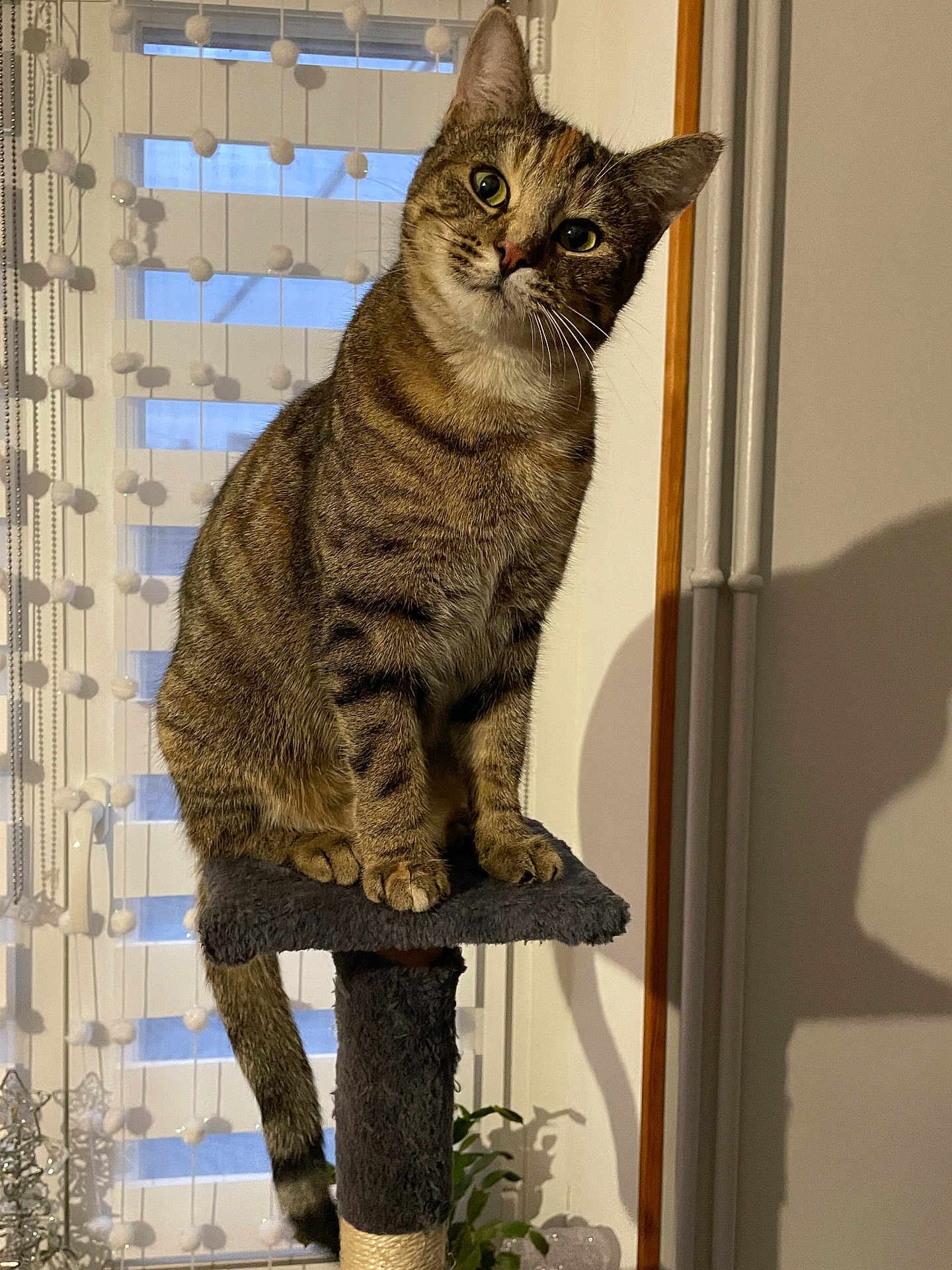 Tigrou a rejoint le concours — aidez-le/la à gagner de superbes lots ! cat, cat_tree, cozy, curious, domestic, ears, feline, fur, home, indoor, looking_up, perched, pet, plant, pom_pom_curtains, shadow, tabby_cat, tail, whiskers, window