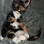 émeraude a rejoint le concours — aidez-le/la à gagner de superbes lots ! alert, animal, blanket, cat, curious, cute, domestic, feline, fur, gray, indoor, kitten, paws, pet, resting, soft, tail, tortoiseshell, whiskers, young