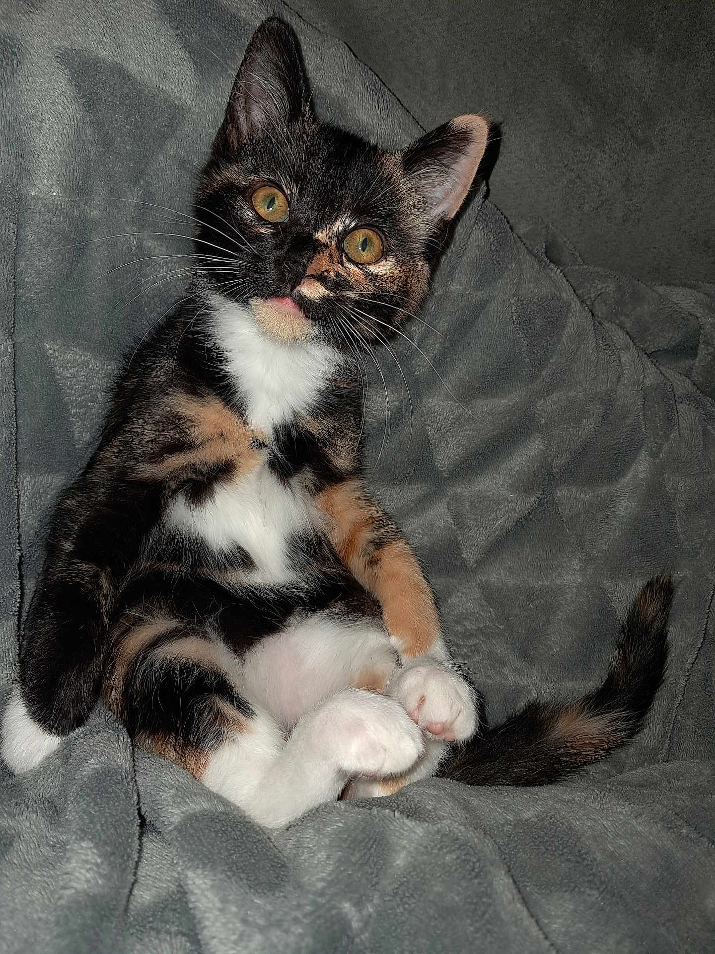 émeraude a rejoint le concours — aidez-le/la à gagner de superbes lots ! alert, animal, blanket, cat, curious, cute, domestic, feline, fur, gray, indoor, kitten, paws, pet, resting, soft, tail, tortoiseshell, whiskers, young