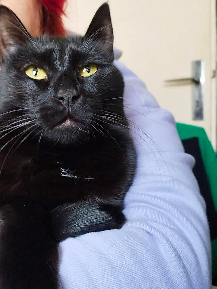 Ruby a rejoint le concours — aidez-le/la à gagner de superbes lots ! black_cat, bombay, carnivore, cat, comfort, domestic_short_haired_cat, felidae, fur, iris, pet_supply, sitting, small_to_medium_sized_cats, snout, terrestrial_animal, whiskers