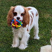 Aïko participe au concours pour gagner de l'argent avec cette photo : dog, puppy, cavalier_king_charles, brown_and_white, fur, floppy_ears, colorful_ball, rubber_toy, grass, lawn, outdoor, standing, cute, pet, muzzle, eyes, paws, portrait, gaze, playful