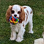 dog, puppy, cavalier_king_charles, brown_and_white, fur, floppy_ears, colorful_ball, rubber_toy, grass, lawn, outdoor, standing, cute, pet, muzzle, eyes, paws, portrait, gaze, playful