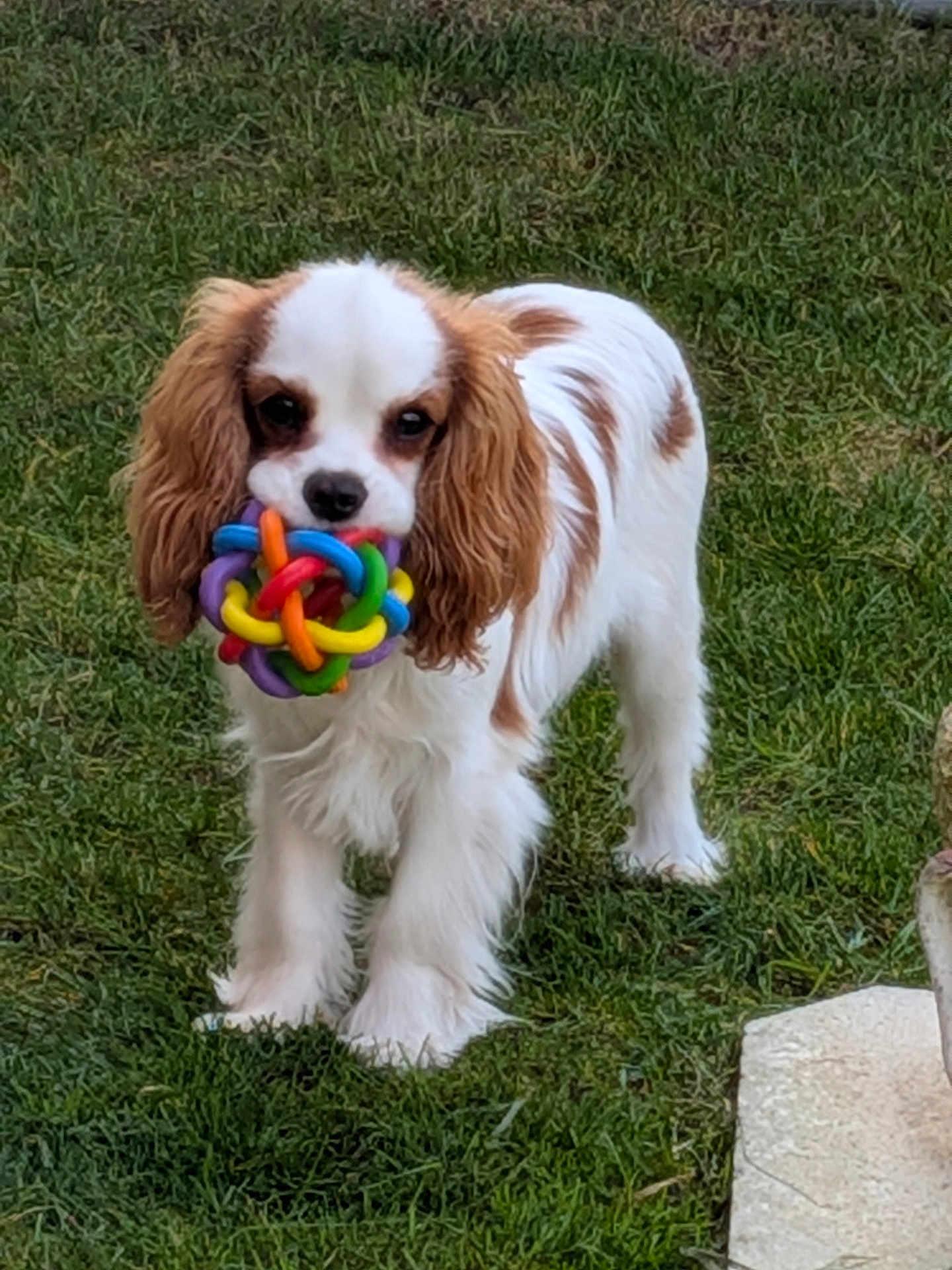 Aïko participe au concours pour gagner de l'argent avec cette photo : dog, puppy, cavalier_king_charles, brown_and_white, fur, floppy_ears, colorful_ball, rubber_toy, grass, lawn, outdoor, standing, cute, pet, muzzle, eyes, paws, portrait, gaze, playful