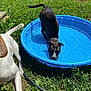 animal, backyard, blue_pool, canine, daylight, dog, drinking, grass, greenery, hose, nature, outdoor, pet, playful, pool, summer, sunlight, two_dogs, water, wet