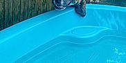 Woods joined the competition — help win amazing prizes! animal, backyard, blue, brindle, canine, curious, daylight, dog, fence, grass, kiddie_pool, leisure, nature, outdoor, pet, playful, pool, resting, summer, water
