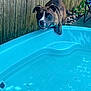 animal, backyard, blue, brindle, canine, curious, daylight, dog, fence, grass, kiddie_pool, leisure, nature, outdoor, pet, playful, pool, resting, summer, water