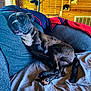 Woods joined the competition — help win amazing prizes! animal, blanket, cat, companion, couch, cozy, cross, dog, domestic, furniture, home, indoor, lamp, living_room, pet, relaxed, resting, staircase, window, wooden_wall