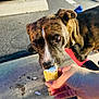 Woods joined the competition — help win amazing prizes! animal, brindle, car, casual, closeup, concrete, curious, dog, food, hand, ice_cream, night, outdoor, parking_lot, pavement, person, pet, sidewalk, sniffing, treat