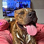 dog, brindle, tongue_out, happy, pink_blanket, indoor, pet, canine, smiling, relaxed, bed, fur, close_up, animal, domestic_animal, snout, sleepy, cozy, tongue, resting