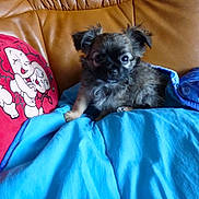 Jojo participe au concours pour gagner de l'argent avec cette photo : puppy, dog, small_dog, fluffy, black_and_gray, sitting, indoors, couch, sofa, blanket, blue_blanket, leather, cushion, cartoon, colorful, portrait, pet, cute, alert, cozy
