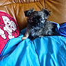 puppy, dog, small_dog, fluffy, black_and_gray, sitting, indoors, couch, sofa, blanket, blue_blanket, leather, cushion, cartoon, colorful, portrait, pet, cute, alert, cozy