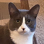 Drew. is registered to the contest to win money with this photo: animal, carpet, cat, closeup, curious, cute, domestic_animal, ears, eyes, feline, fur, gray_cat, house, indoor, looking, pet, portrait, sitting, whiskers, white_cat