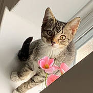 Ollie is registered to the contest to win money with this photo: cat, kitten, tabby, white_paws, pink_flowers, windowsill, indoor, curious, pet, animal, feline, young, cute, whiskers, ears, sitting, closeup, natural_light, houseplant, flora