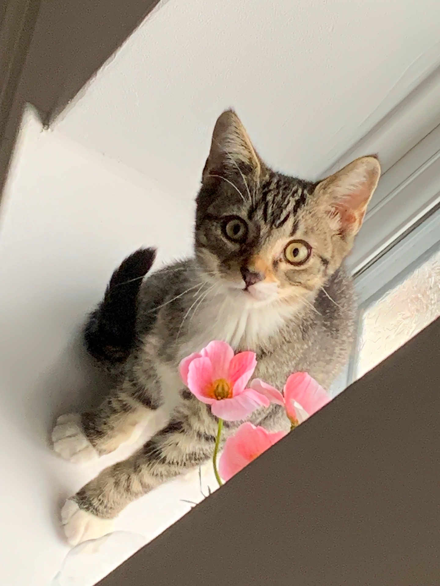 Ollie is registered to the contest to win money with this photo: cat, kitten, tabby, white_paws, pink_flowers, windowsill, indoor, curious, pet, animal, feline, young, cute, whiskers, ears, sitting, closeup, natural_light, houseplant, flora