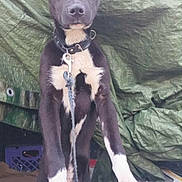 Fatboii is registered to the contest to win money with this photo: dog, black_and_white, canine, pet, leash, collar, outdoor, animal, paw, standing, wrinkled_tarp, background, cute, winking, close_up, portrait, fur, ears, snout, expression
