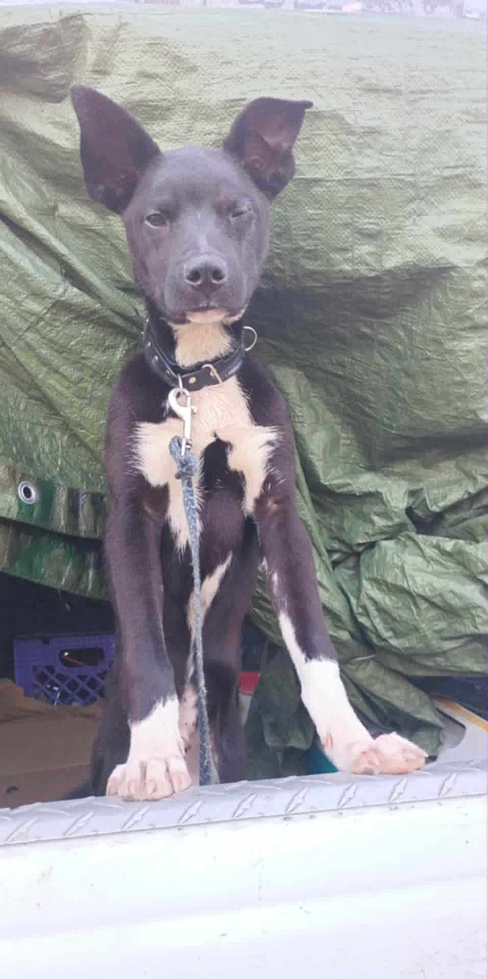 Fatboii is registered to the contest to win money with this photo: dog, black_and_white, canine, pet, leash, collar, outdoor, animal, paw, standing, wrinkled_tarp, background, cute, winking, close_up, portrait, fur, ears, snout, expression