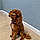 Teddy