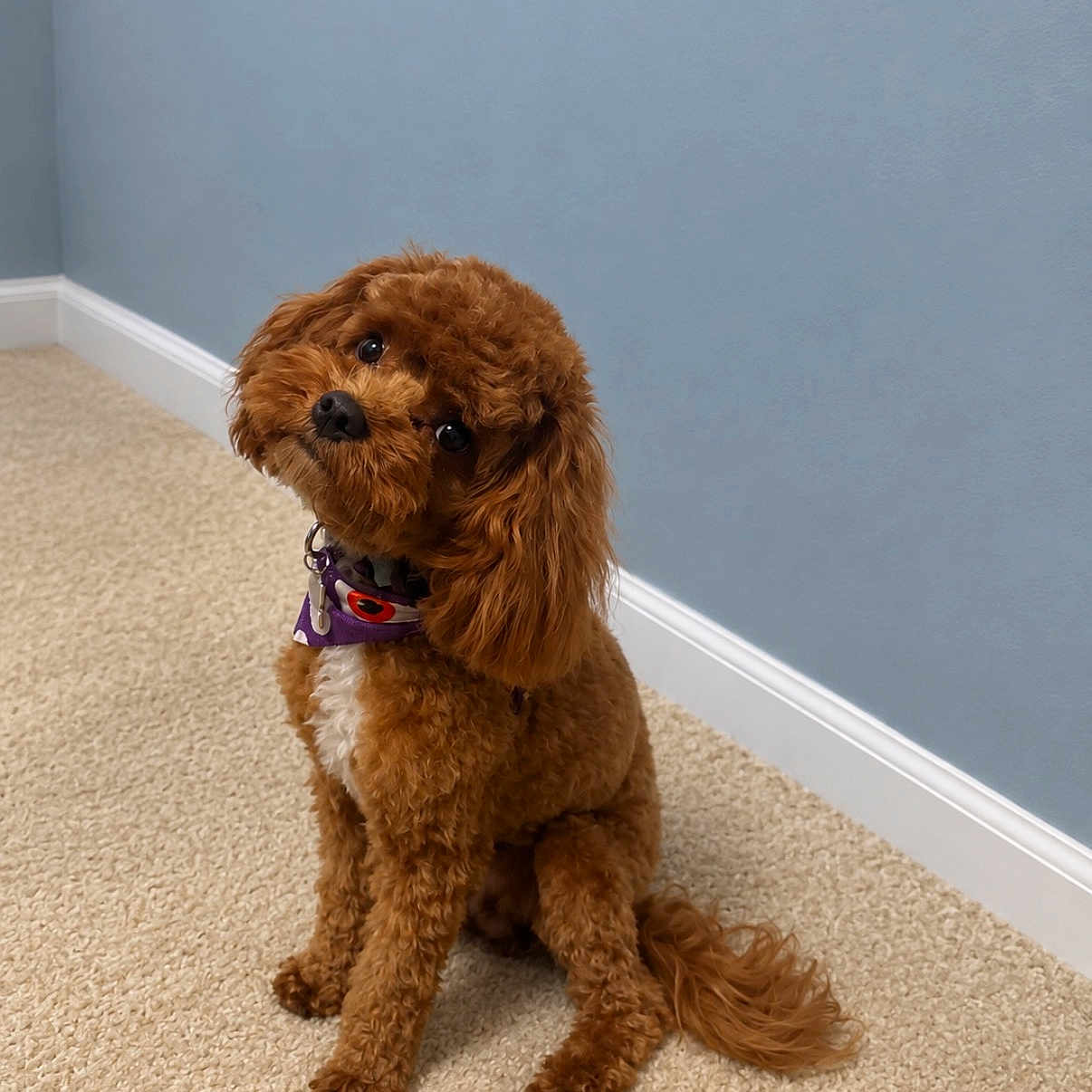 Teddy is registered to the contest to win money with this photo: dog, puppy, curly_hair, brown_fur, sitting, head_tilt, collar, purple_collar, indoor, home, carpet, blue_wall, white_baseboard, portrait, pet, canine, fluffy, long_tail, alert, cute