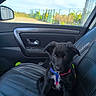 puppy, dog, black_and_white, sitting, car, car_seat, vehicle, pet, harness, collar, floppy_ears, white_paws, white_chest, fur, animal, indoors, outdoor_view, sunny, adorable, portrait