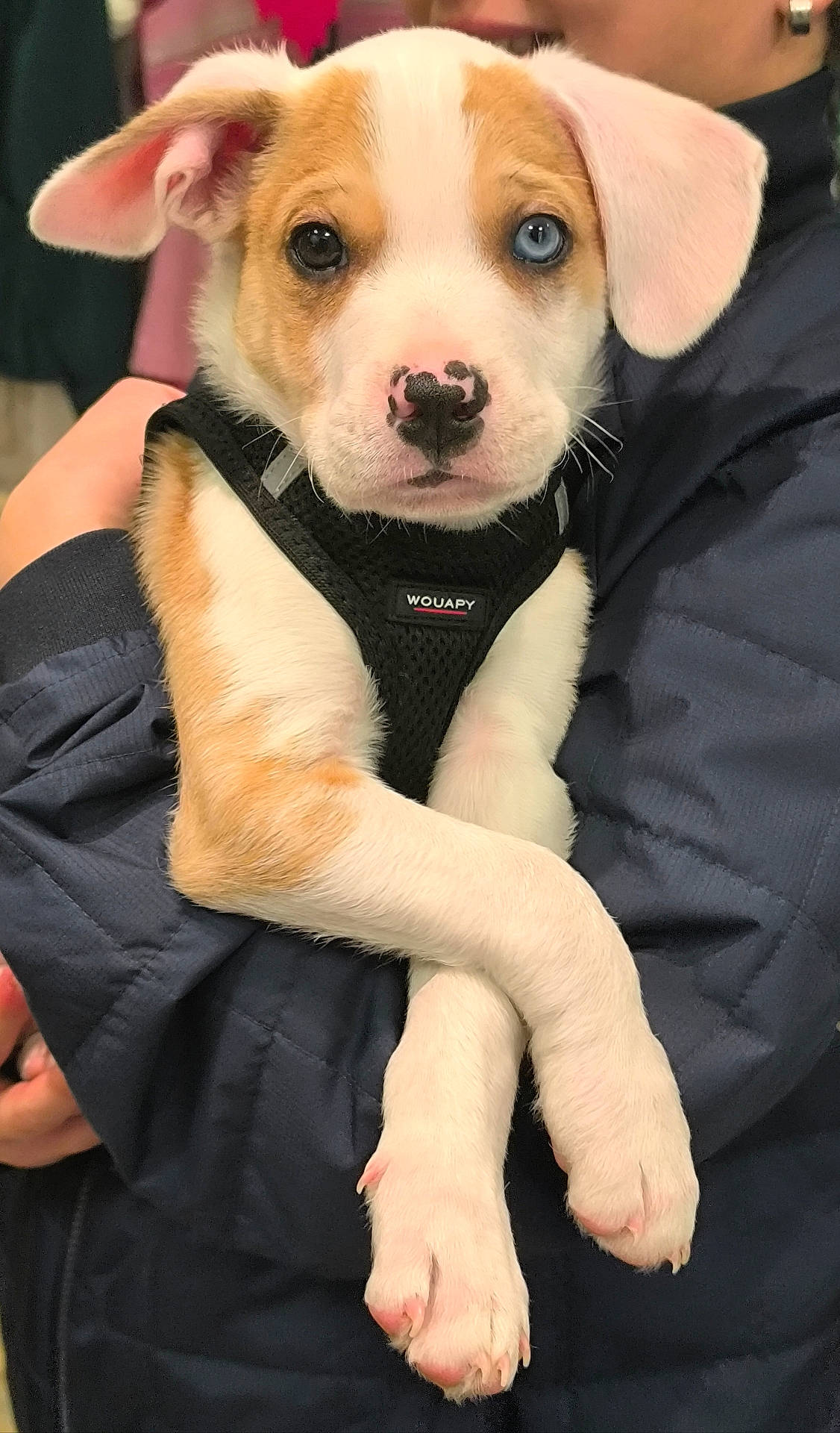 accessories, animal, beagle, bodypart, boxer, bulldog, canine, dog, face, finger, hand, head, hound, husky, labradorretriever, person, pet, puppy, snout, strap