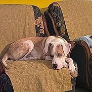 Aïko participe au concours pour gagner de l'argent avec cette photo : armchair, blue_eye, canine, comfort, cozy, dog, domestic, floor, fur, household, indoor, laying_down, patterned_fabric, pet, relaxed, resting, side_view, vintage_furniture, wooden_armrest, yellow_wall