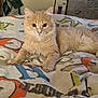 Nuggets participe au concours pour gagner de l'argent avec cette photo : cat, orange_tabby, bedspread, indoor, feline, fur, animal, pet, cute, relaxed, lying_down, looking_at_camera, cozy, colorful, patterned, whiskers, ears, eyes, soft_lighting, domestic_animal