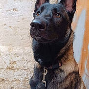 Leïka participe au concours pour gagner de l'argent avec cette photo : dog, canine, pet, animal, portrait, alert, ears_up, brown, black, fur, collar, leash, sitting, outdoor, wall, stone_wall, wooden_door, guard, attentive, side_view