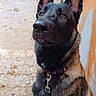 alert, animal, attentive, black, brown, canine, collar, dog, ears_up, fur, guard, leash, outdoor, pet, portrait, side_view, sitting, stone_wall, wall, wooden_door