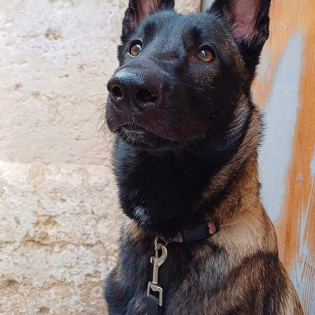 Leïka