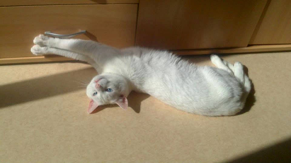 Féline a rejoint le concours — aidez-le/la à gagner de superbes lots ! carnivore, cat, ear, fawn, felidae, ferret, kitten, oriental_longhair, ragdoll, small_to_medium_sized_cats, tail, turkish_angora, whiskers