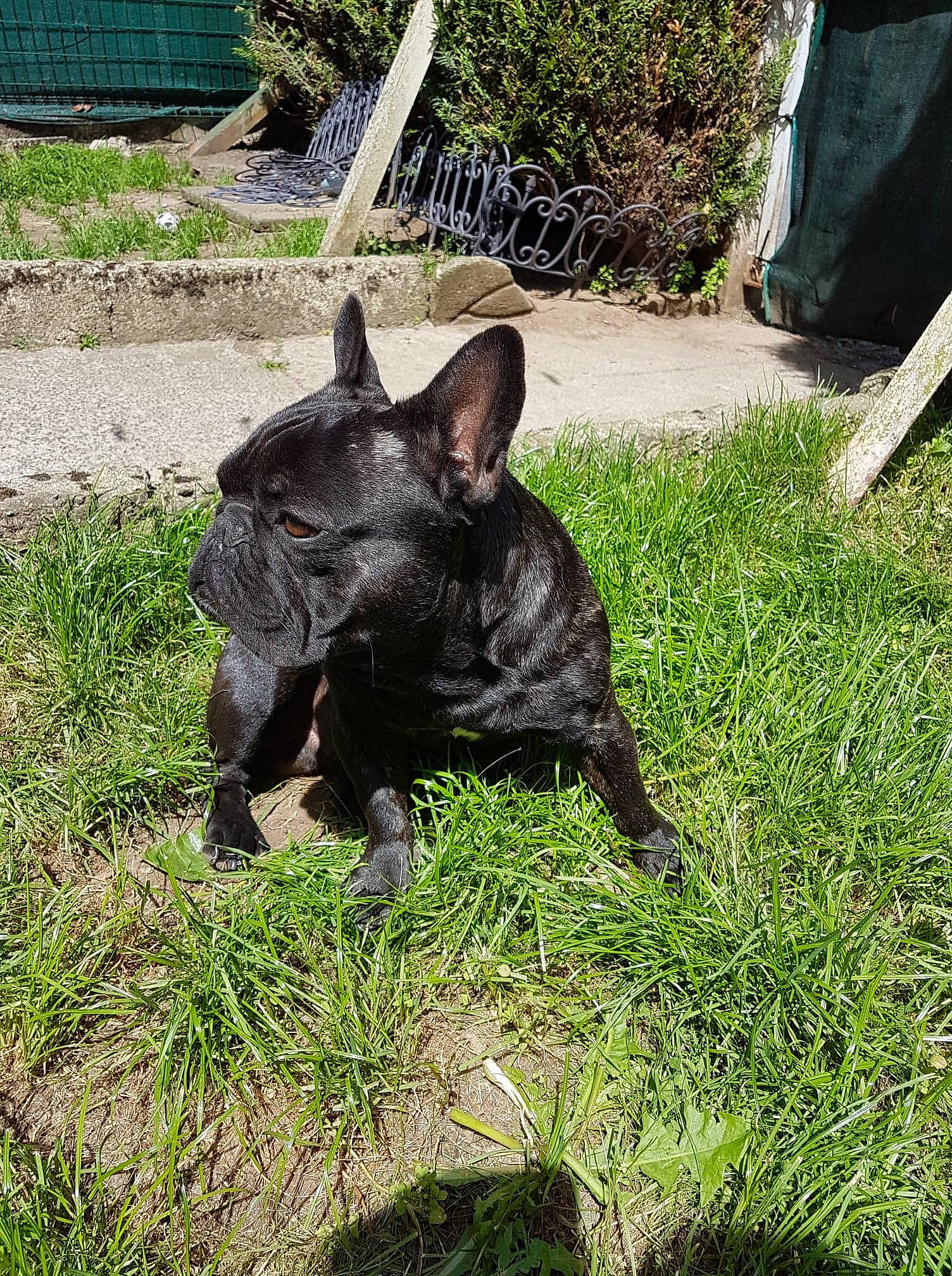 Louki a rejoint le concours — aidez-le/la à gagner de superbes lots ! canidae, carnivore, companion_dog, dog, dog_breed, fawn, french_bulldog, grass, mammal, non_sporting_group, snout, vertebrate