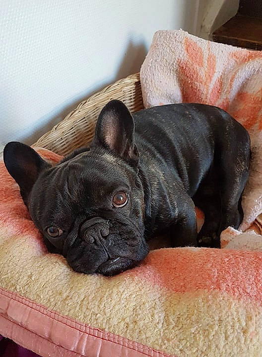 Louki a rejoint le concours — aidez-le/la à gagner de superbes lots ! bulldog, canidae, carnivore, companion_dog, dog, dog_breed, fawn, french_bulldog, mammal, non_sporting_group, pillow, puppy, snout, toy_bulldog, vertebrate