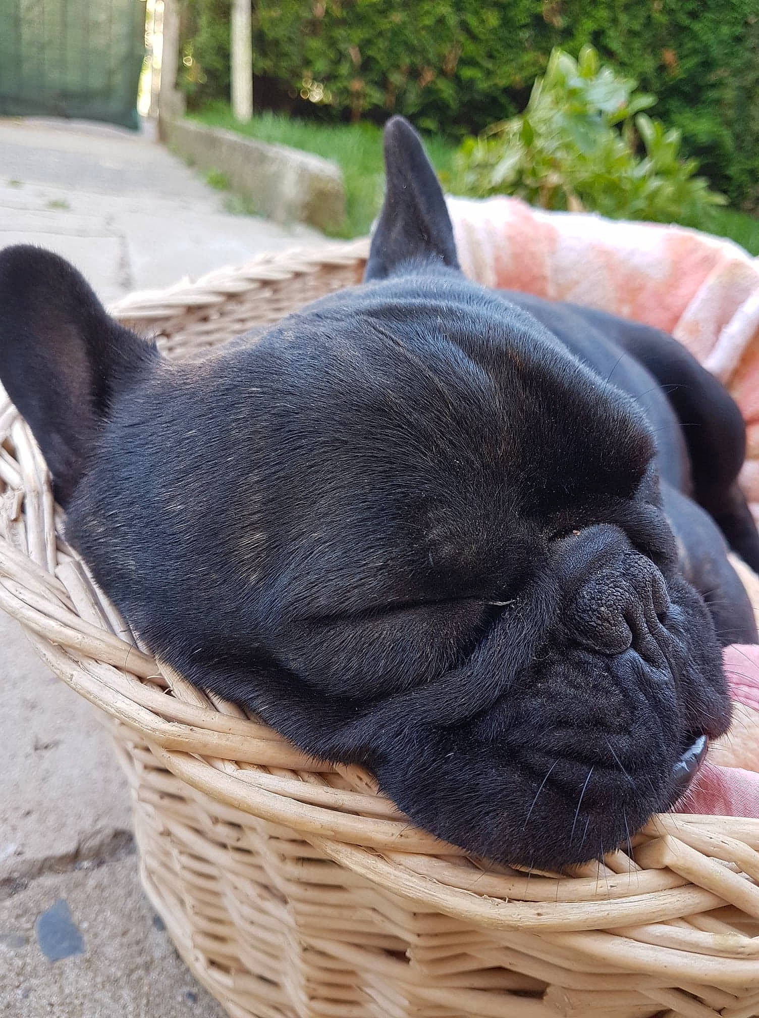 Louki a rejoint le concours — aidez-le/la à gagner de superbes lots ! canidae, carnivore, companion_dog, dog, dog_breed, fawn, french_bulldog, mammal, non_sporting_group, snout, vertebrate