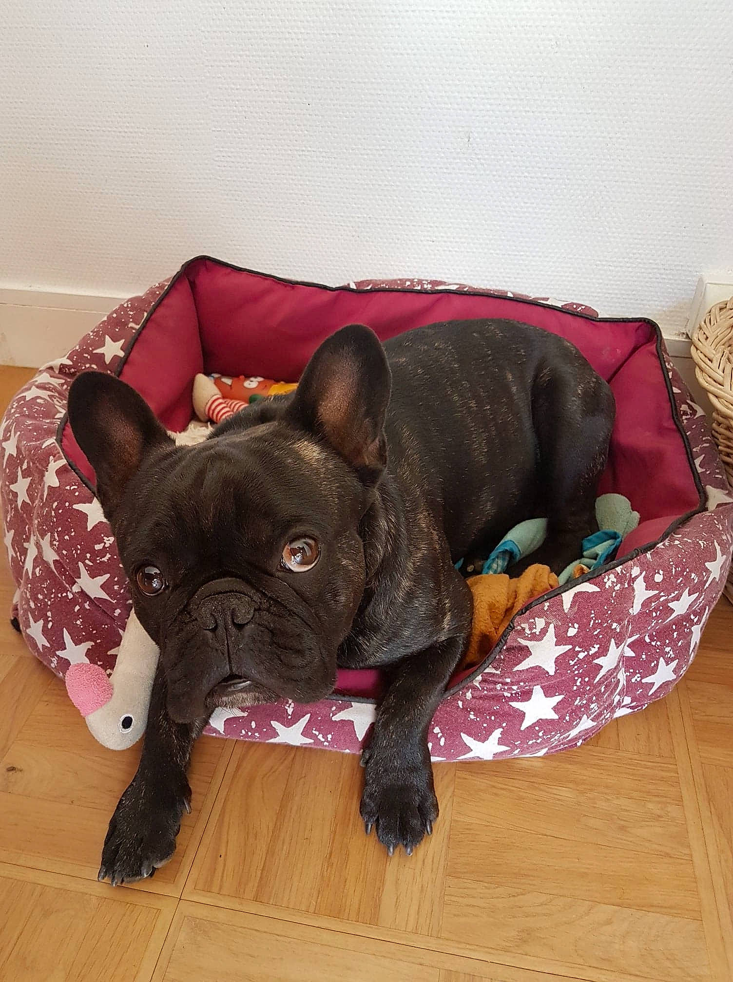 Louki participe au concours pour gagner de l'argent avec cette photo : american_bulldog, bulldog, canidae, carnivore, companion_dog, dog, dog_breed, dog_collar, ear, fawn, french_bulldog, mammal, molosser, non_sporting_group, pink, puppy, snout, sporting_group, toy_bulldog, vertebrate