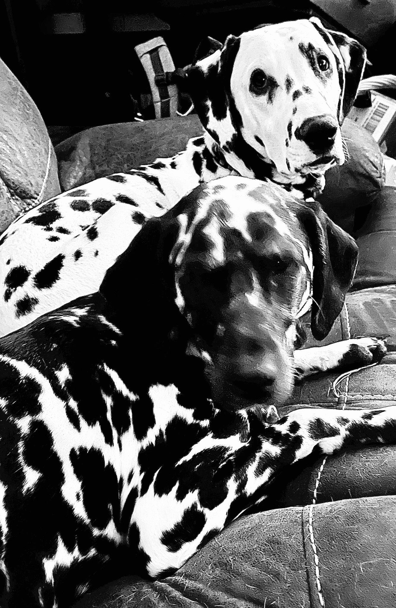 Storm is registered to the contest to win money with this photo: black, black_and_white, canidae, carnivore, comfort, companion_dog, dalmatian, dog, dog_breed, mammal, military_camouflage, monochrome, monochrome_photography, pattern, snout, sporting_group, stock_photography, style, white, working_animal