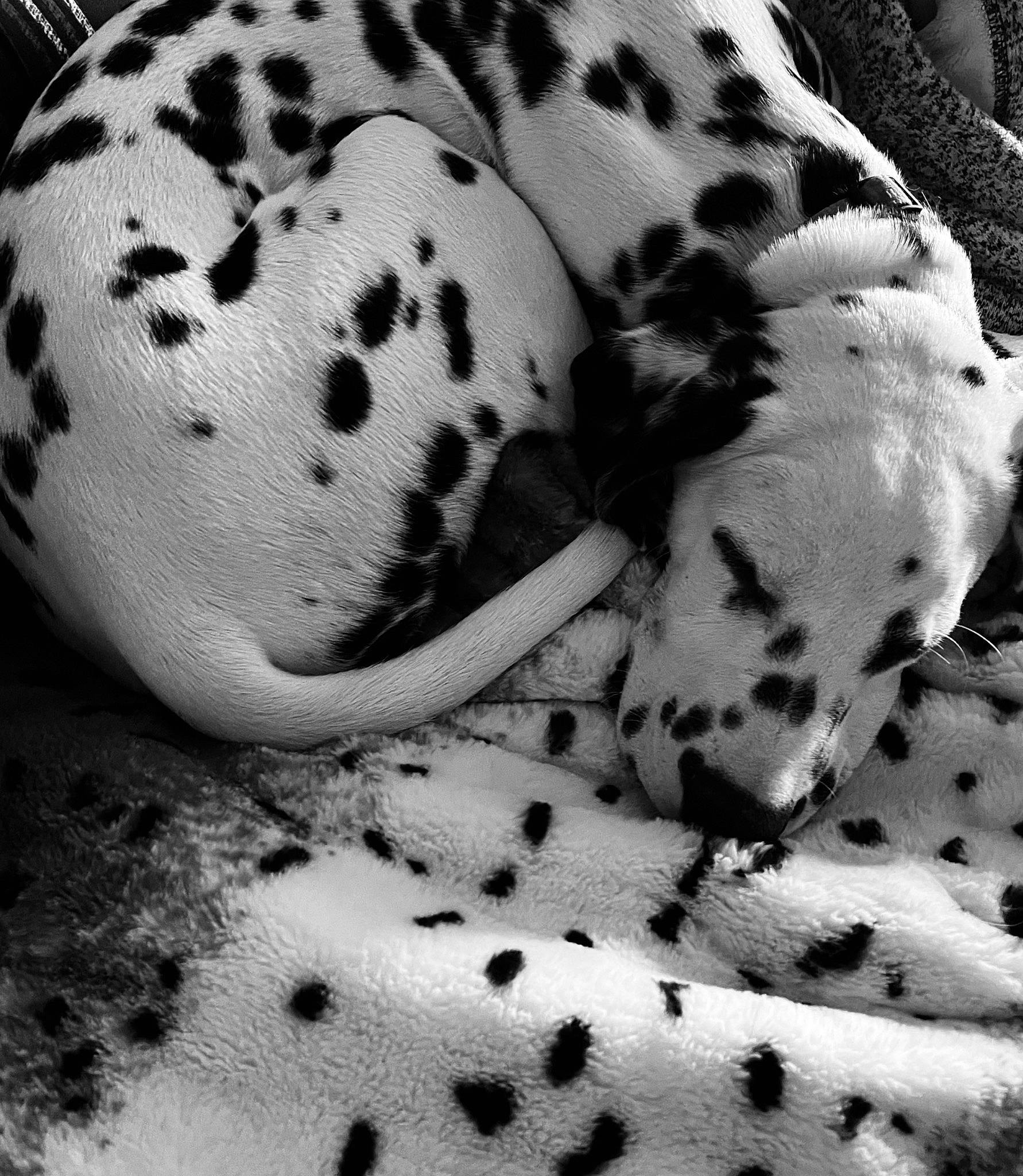 Storm is registered to the contest to win money with this photo: beauty, black, black_and_white, close_up, comfort, dog, fruit, linens, mammal, monochrome, monochrome_photography, pattern, photograph, plant, sleeve, snout, style, terrestrial_animal, vertebrate, white