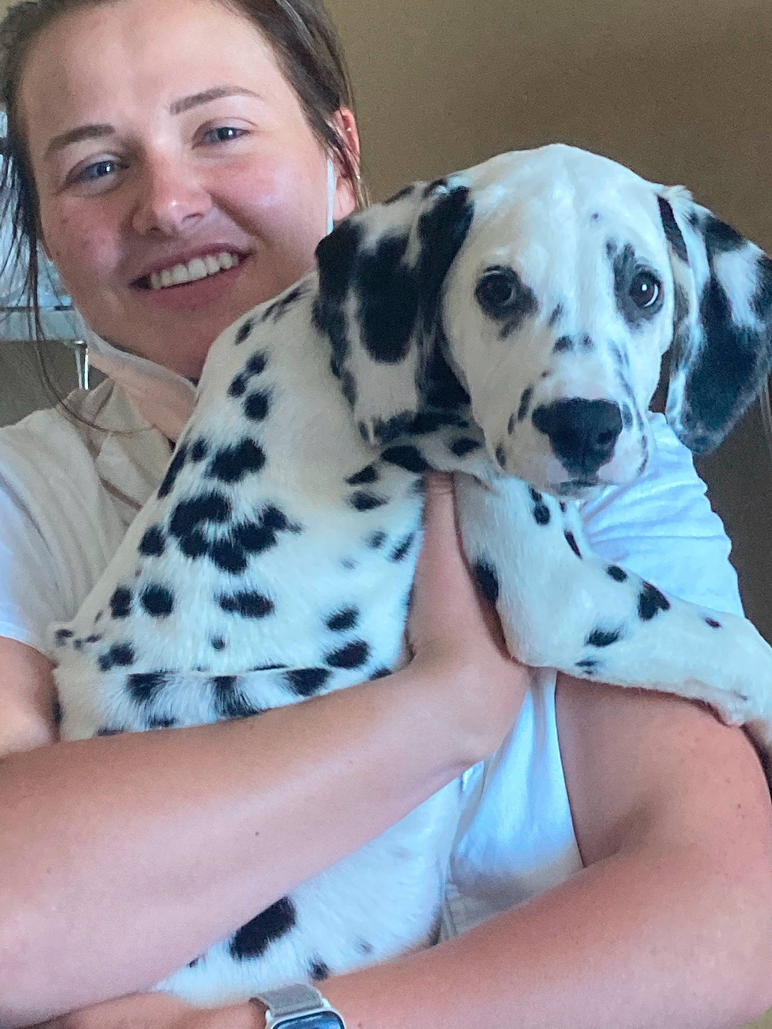 Storm joined the competition — help win amazing prizes! carnivore, comfort, companion_dog, dalmatian, dog, dog_breed, dog_supply, fawn, fur, happy, head, leg, pet_supply, sitting, smile, snout, sporting_group, watch, whiskers, working_animal