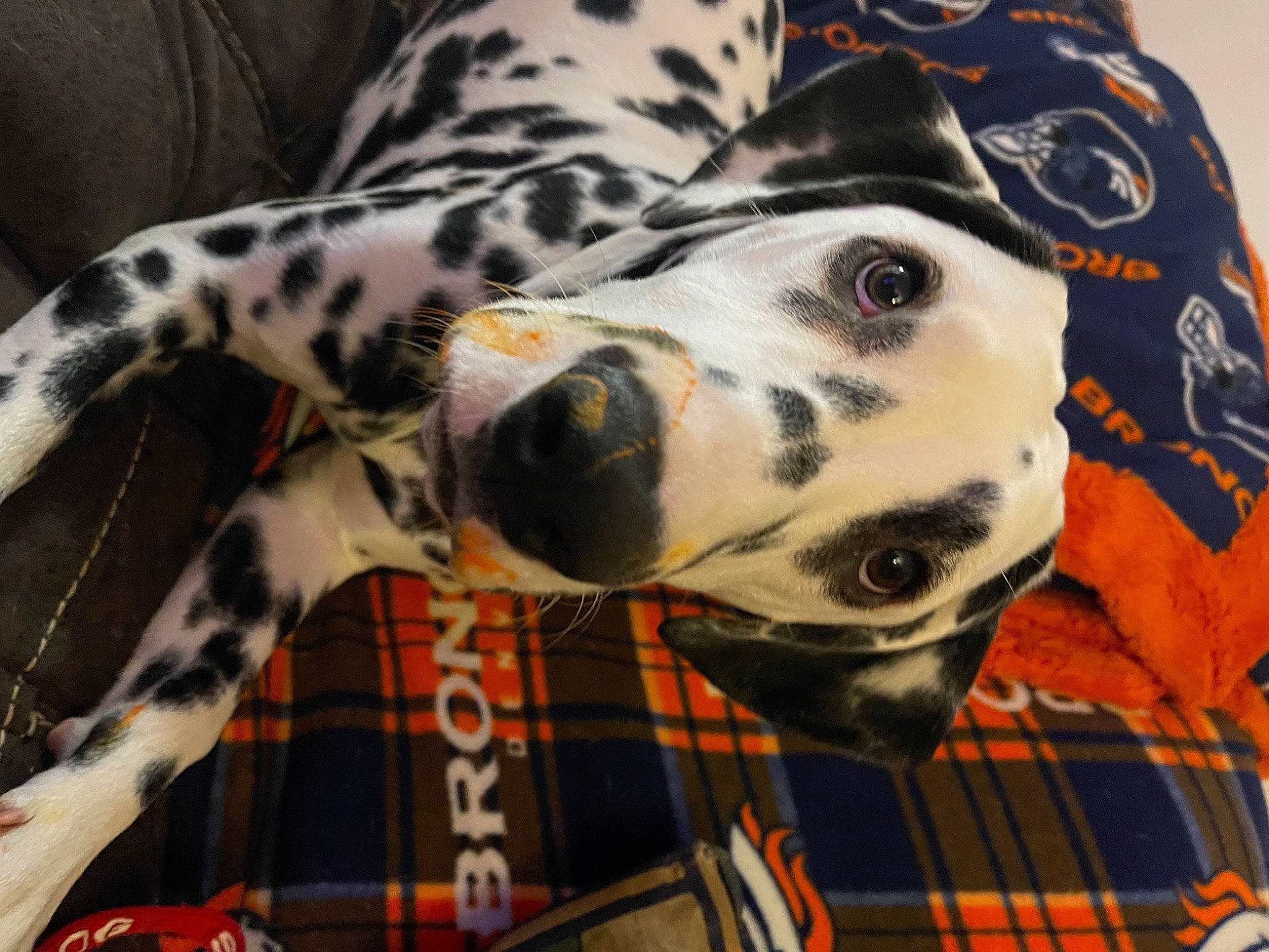 Storm joined the competition — help win amazing prizes! canidae, carnivore, collar, companion_dog, dalmatian, dog, dog_breed, dog_collar, fawn, foot, non_sporting_group, pattern, plaid, snout, sporting_group, tartan, terrestrial_animal, vertebrate, whiskers, working_animal