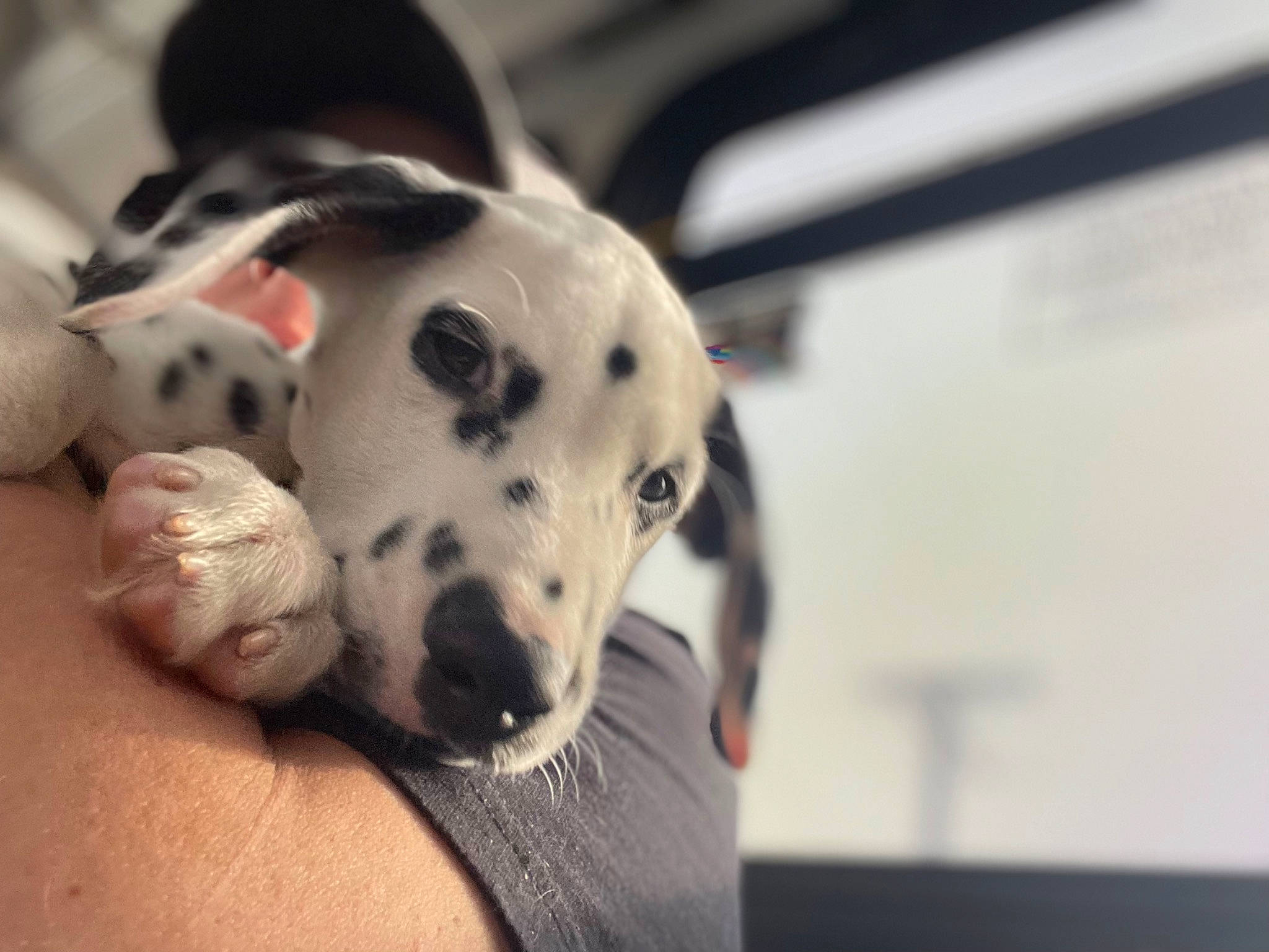 Thunder is registered to the contest to win money with this photo: canidae, carnivore, comfort, companion_dog, dalmatian, dog, dog_breed, dog_supply, fawn, fur, guard_dog, jaw, monochrome_photography, non_sporting_group, paw, snout, sporting_group, terrestrial_animal, whiskers, working_animal