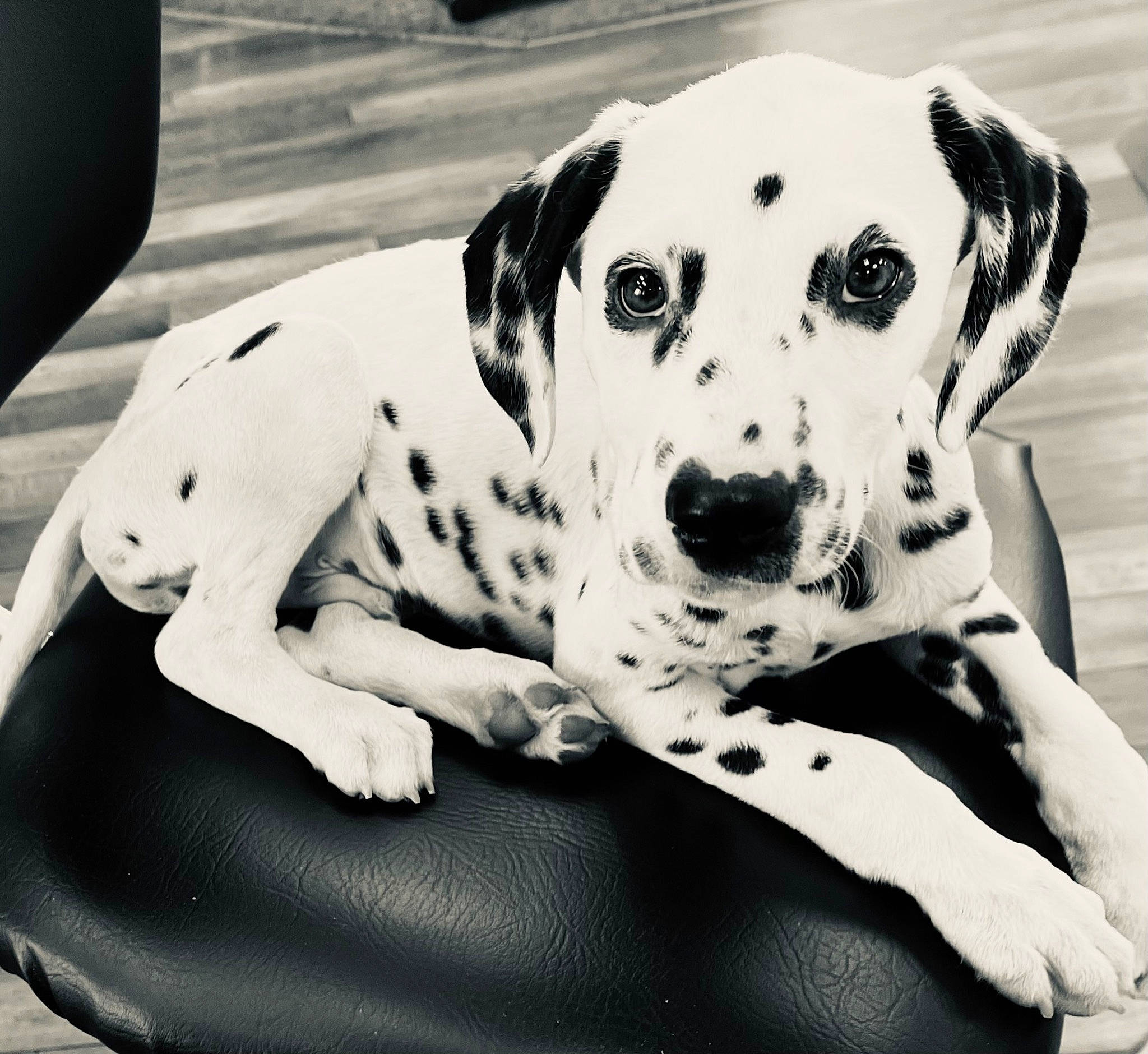Thunder joined the competition — help win amazing prizes! black, black_and_white, canidae, carnivore, comfort, companion_dog, dalmatian, dog, dog_breed, dog_supply, fawn, monochrome, monochrome_photography, pet_supply, snout, sporting_group, style, whiskers, white, working_animal