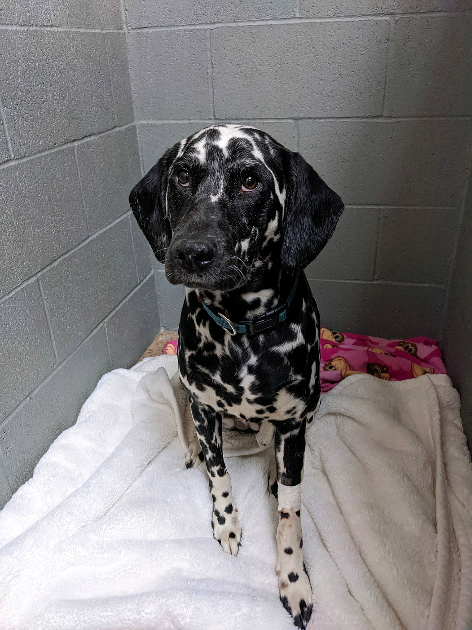 Rayne joined the competition — help win amazing prizes! canidae, carnivore, companion_dog, dalmatian, dog, dog_breed, dog_supply, fawn, fur, gun_dog, monochrome_photography, non_sporting_group, pattern, pet_supply, sitting, snout, sporting_group, whiskers, working_animal