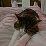 cat, sleeping, stretching, bed, white_bedspread, paws, indoor, furniture, cozy, relaxed, domestic_cat, tabby, pet, closeup, resting, home, comfort, animal, cute, peaceful