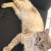 Prince participe au concours pour gagner de l'argent avec cette photo : cat, feline, fluffy, light_colored, pet, indoor, leather_chair, relaxed, fur, animal, cute, whiskers, paws, seated, looking, cozy, home, domestic, mammal, curious